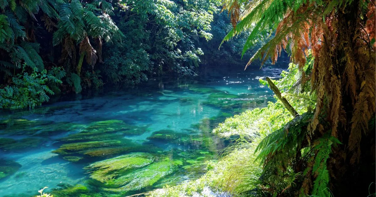 Best consultancy for New Zealand in Nepal